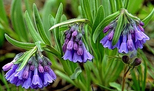 Mountain Bluebells