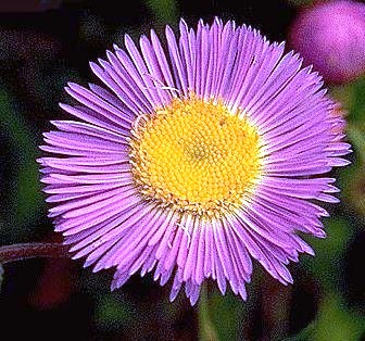 Erigeron