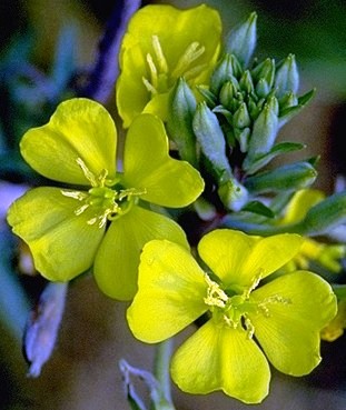 Primrose