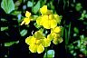 Way To Aging Gracefully Monkeyflower II