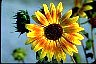 Sunflower At The Way To Aging Gracefully