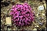 Pinks Way To Aging Gracefully Wildflowers