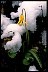 Fawnlily - Way To Aging Gracefully