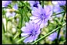 Chicory Means Way To Aging Gracefully Chicory