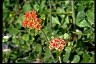 Buckwheat From Way To Aging Gracefully Buckwheat