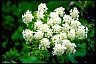 Way To Aging Gracefully Cow parsnip