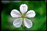 Geranium - Way To Aging Gracefully