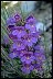 Way To Aging Gracefully Penstemon III
